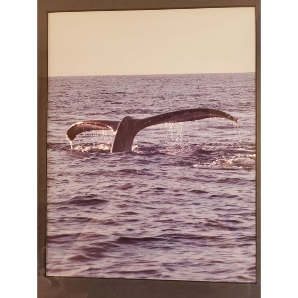 Vintage Framed Whale Tail Photograph - Picture 3 of 6